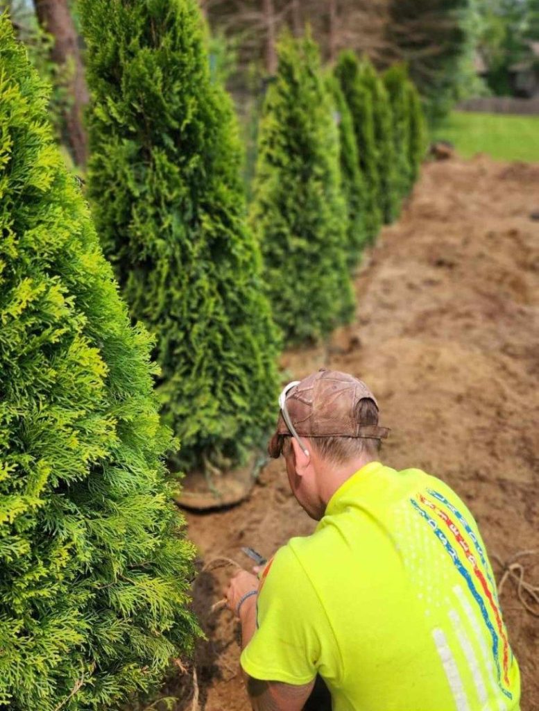 Crew member planting a row of arborvitae by Josh Field Landscaping