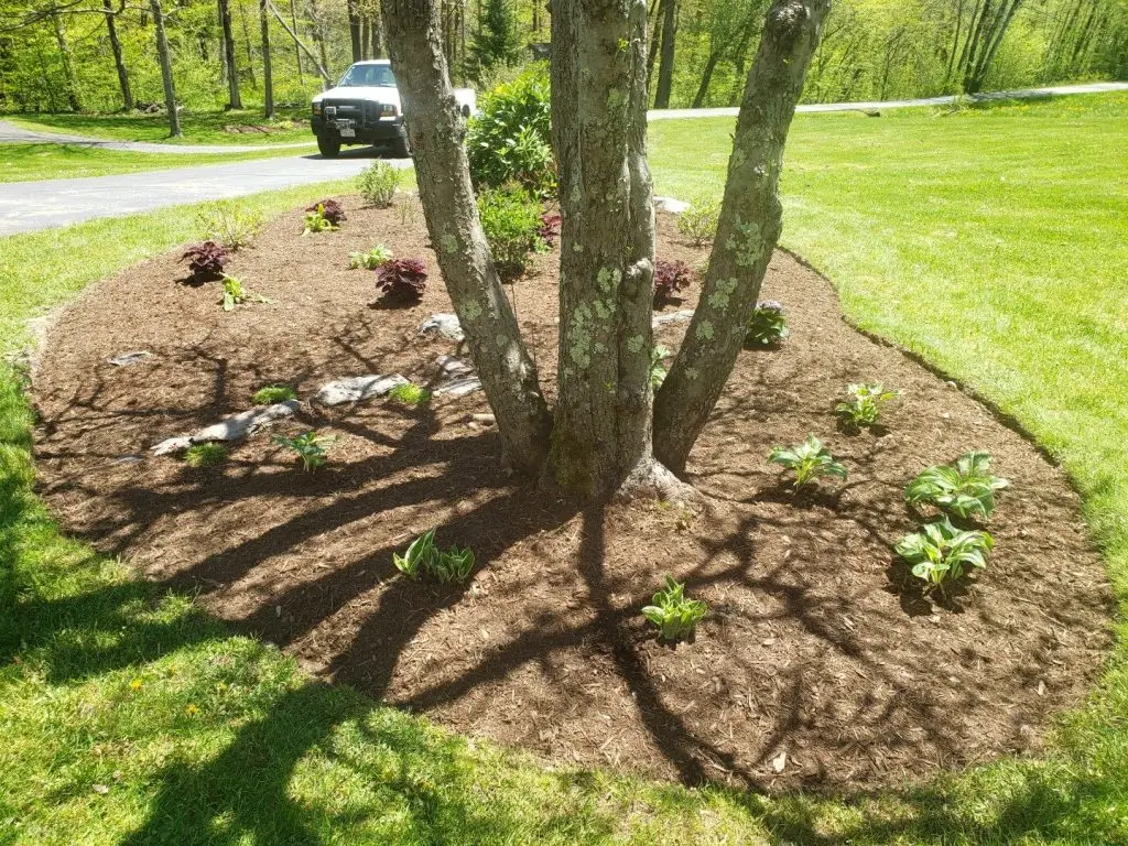 Fresh mulch bed around a multi-stem tree by Josh Field Landscaping